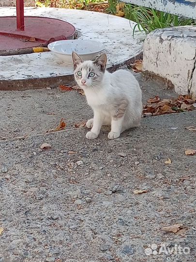 Котята в добрые руки бесплатно