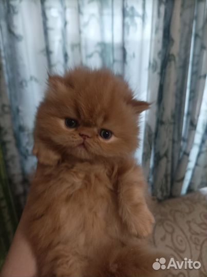 Персидские котята