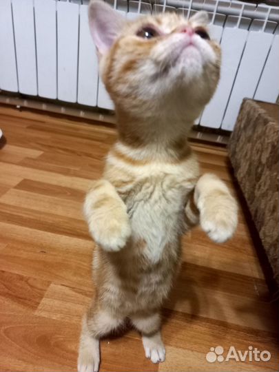 Шотландский котёнок