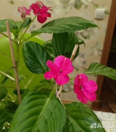 Цветочек огонек