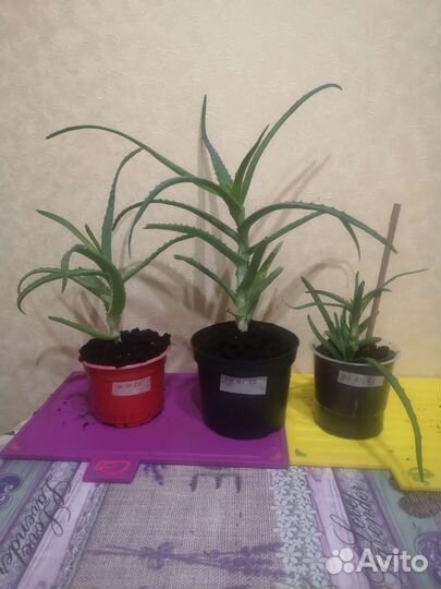 Алоэ столетник каланхоэ