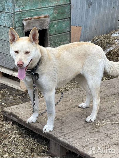 Собачка метис