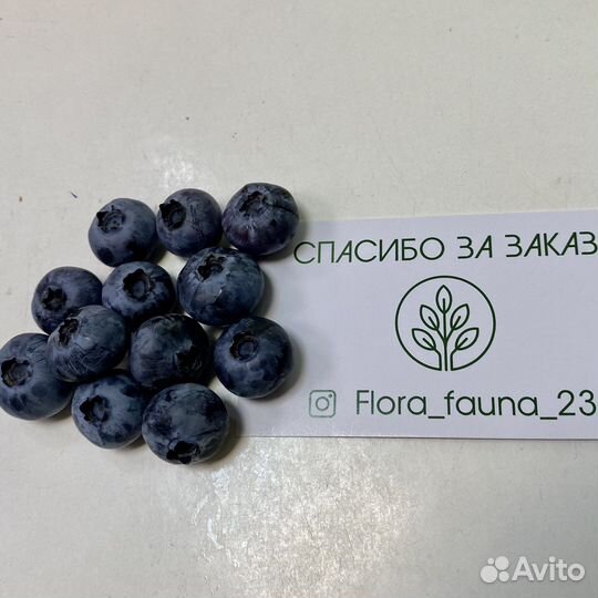 Голубика саженцы опт, розница