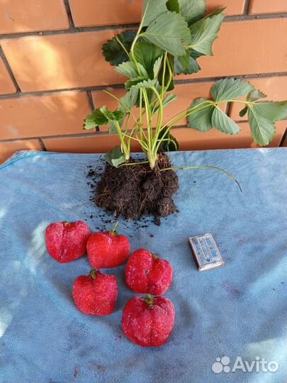 Рассада клубники Азия и Альба (Репродукция - 1)