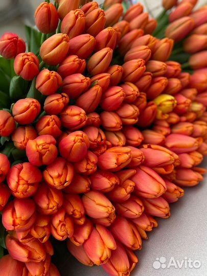 Луковицы тюльпанов