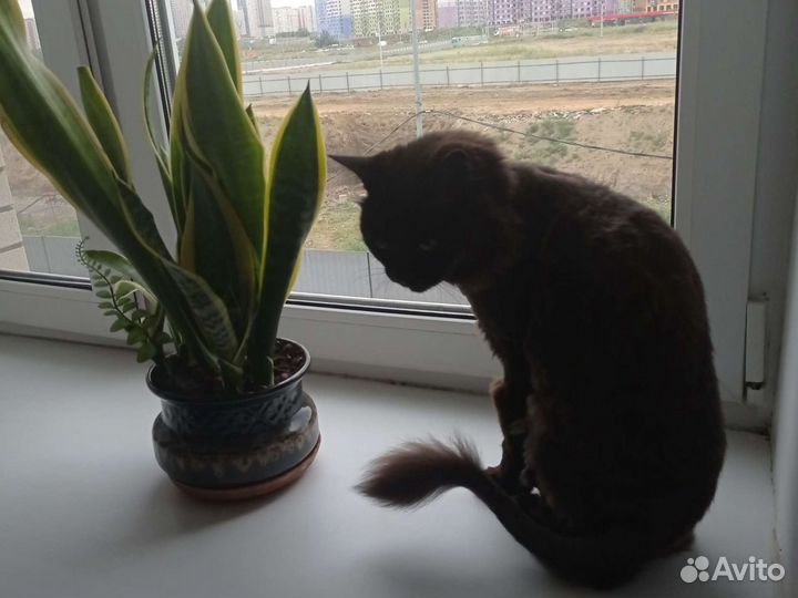 Домашняя передержка животных