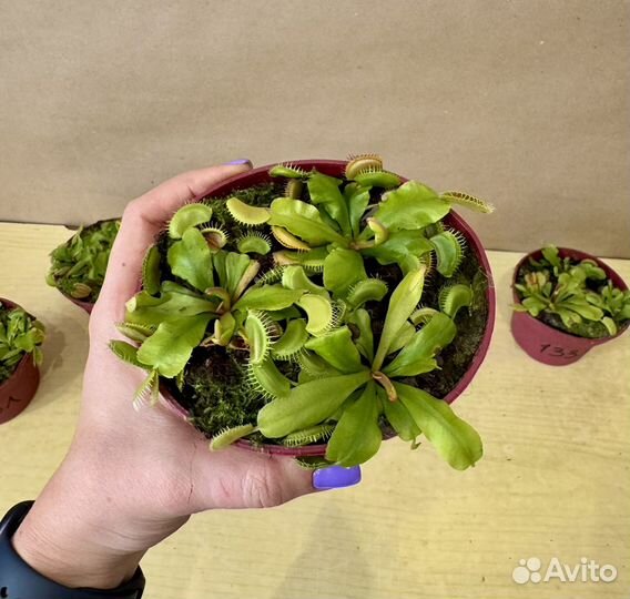 Венерина Мухоловка цветок