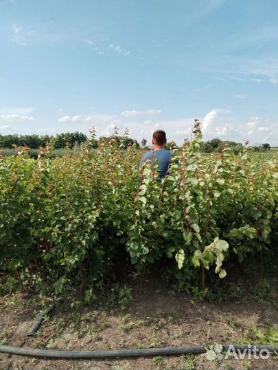 Саженцы черешни вишни абрикоса слив персека