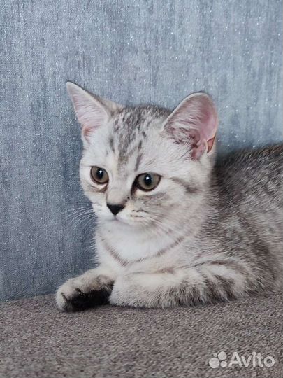 Шотландские котята