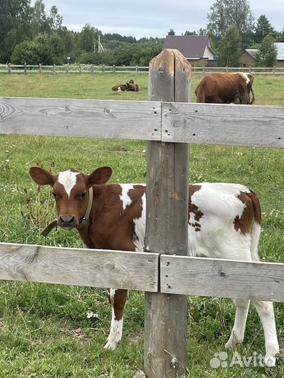 Бычки и телята