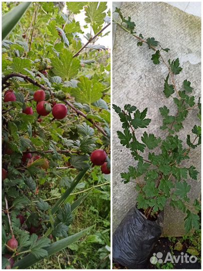 Жимолость, ежевика, смородина, крыжовник