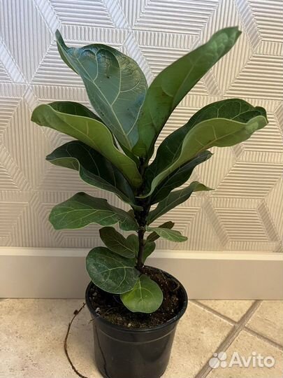 Фикус лирата бамбино