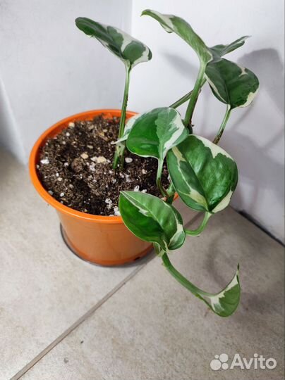 Сортовая пеларгон red rambler, хавортия, Эпипремну