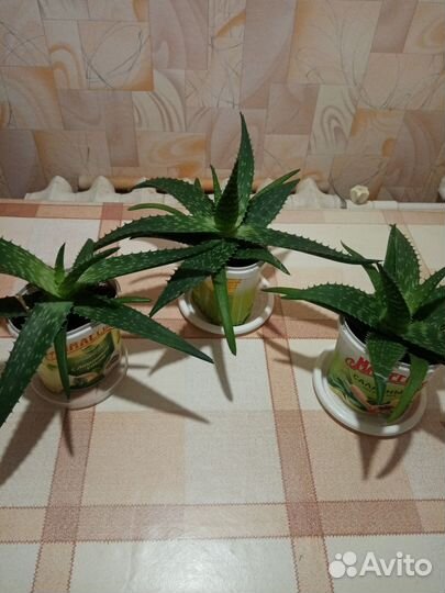 Алоэ Вера 2года