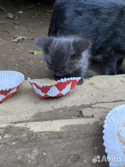 Котята в беде / в добрые руки