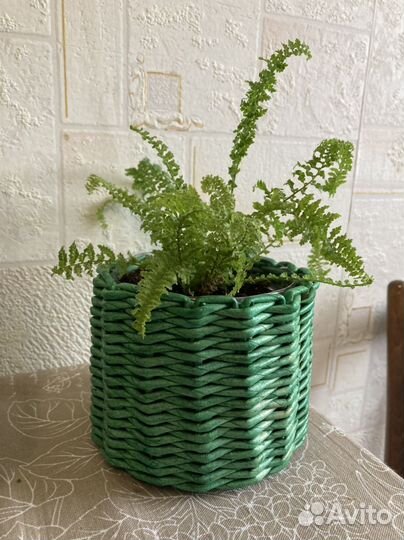 Папоротник нефролепис карликовый