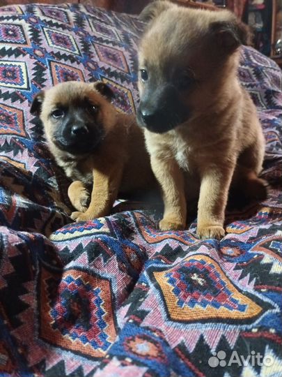 Бельгийская овчарка