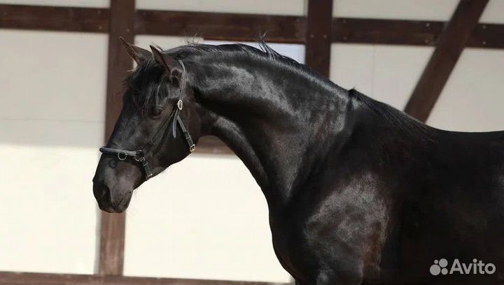 Андалузский жеребец 2020гр 160см