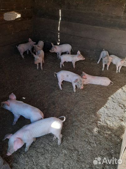 Поросята
