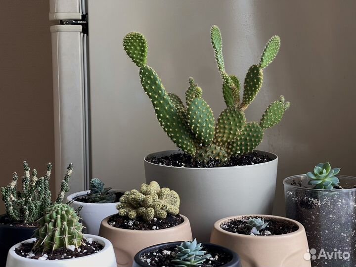 Суккуленты и кактусы с горшками