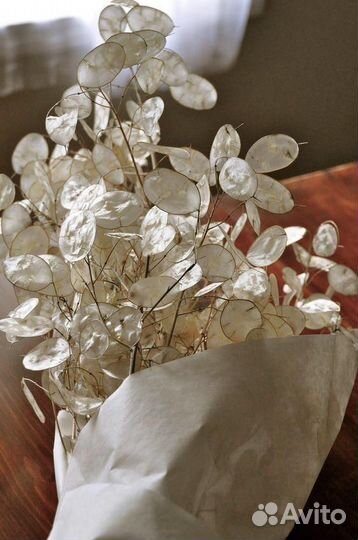 Сухоцветы для творчества