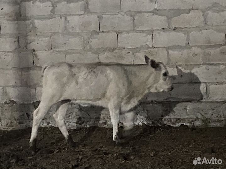 Продаются бычки