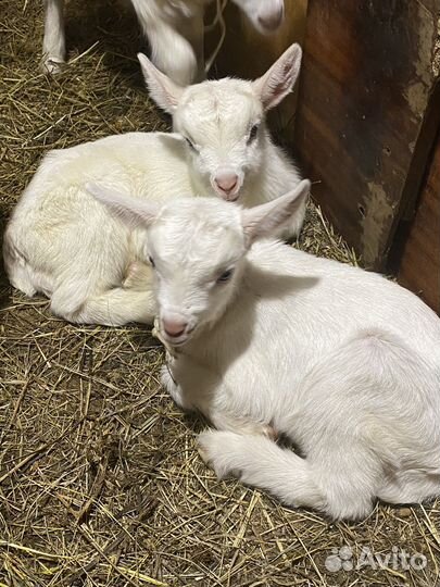 Козье молоко