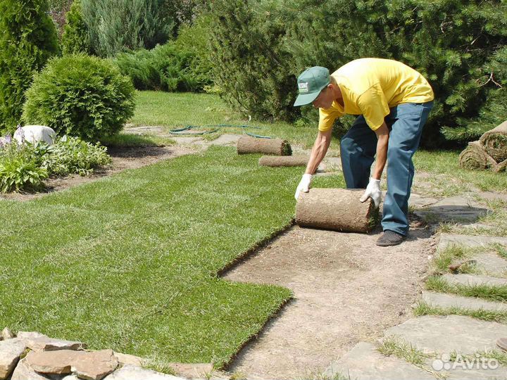 Рулонный газон