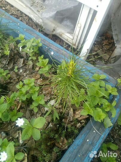 Подрошенные кедры 3 и 4 летвыращенные в Мурманске