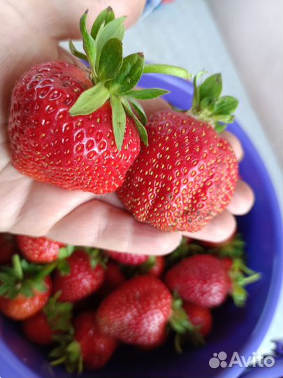 Клубника ремонт. и летняя новые сорта