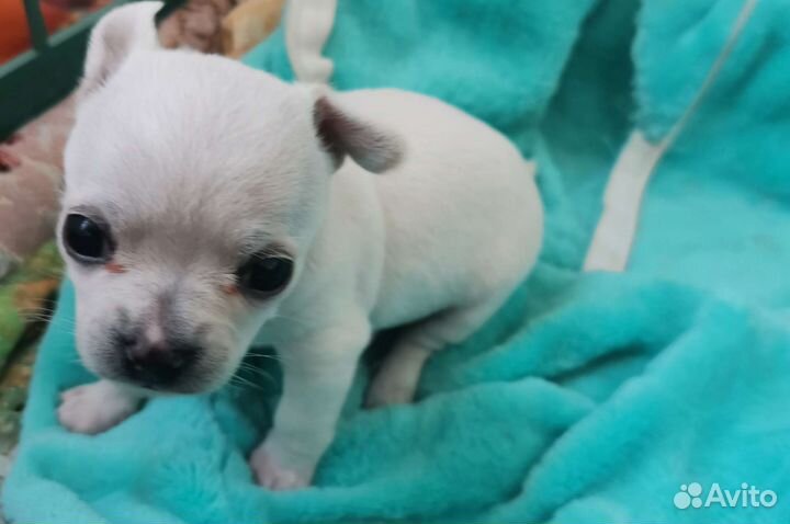 Щенок чихуахуа девочка гладкошерстные
