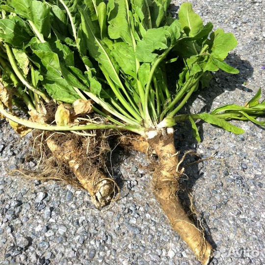 Набор для засолки