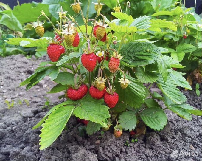 Земляника ремонтантная