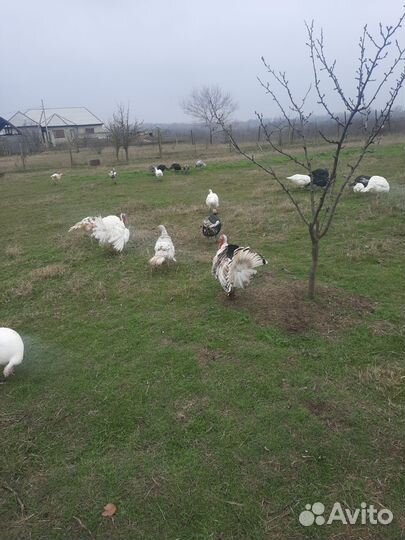 Яйцо индейки