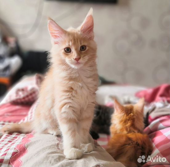 Котенок-девочка мейн-кун