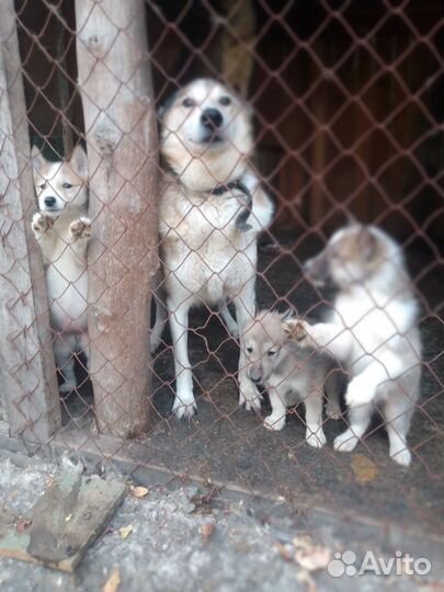 Продам щенков лайки