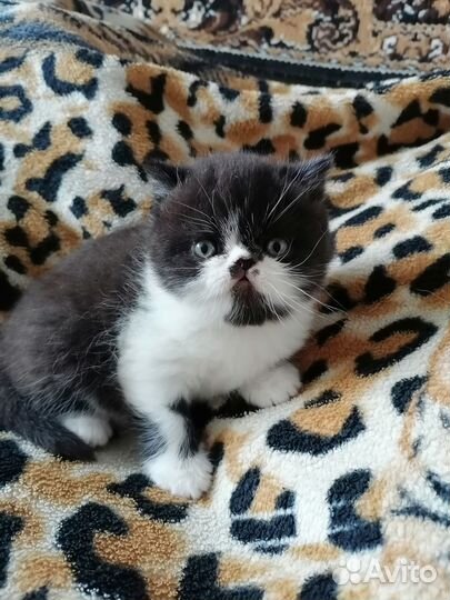 Котята экзоты