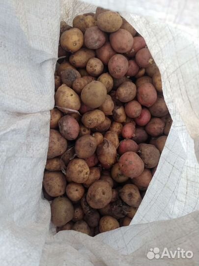 Семенной картофель