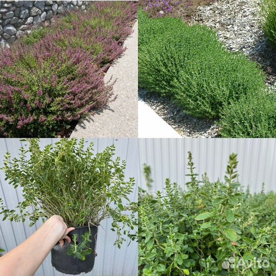 Растения для сада