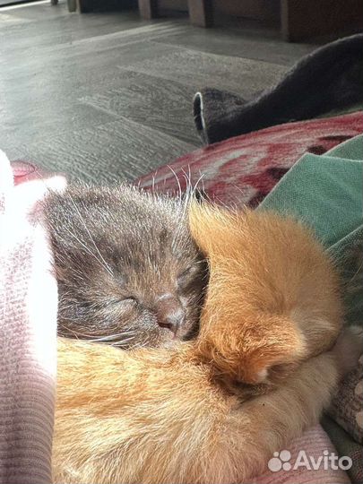 Котёнок