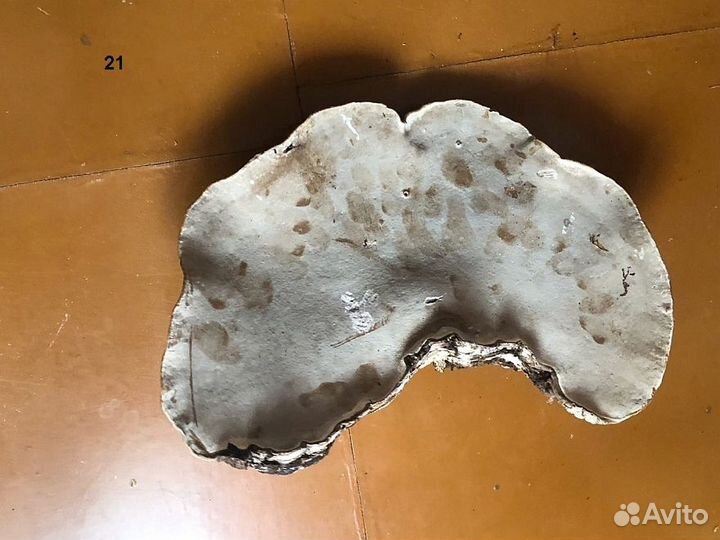 Грибы трутовики