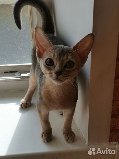 Абиссинская