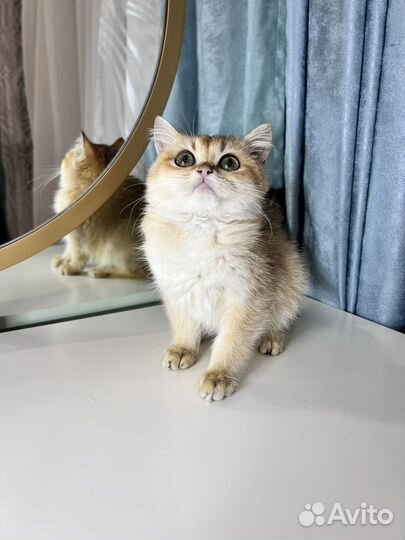 Британские котята золотая шиншилла