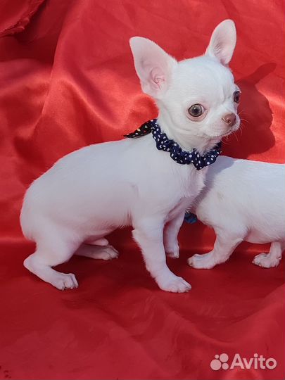 Мини мини мальчики