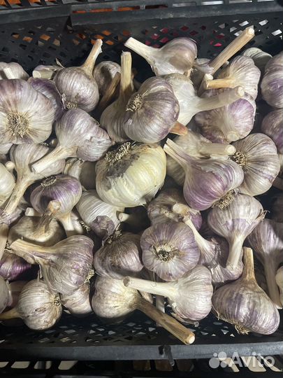 Чеснок на еду и посадку