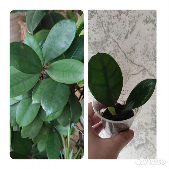 Фикус циатиспула, формозана, бенджамина Барок и др