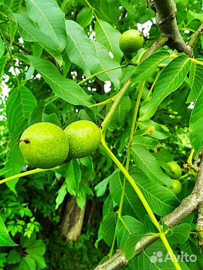 Саженцы Грецкого ореха