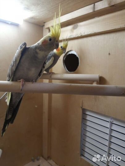 Попугай корелла с клеткой