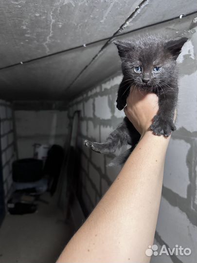 Отдам котенка