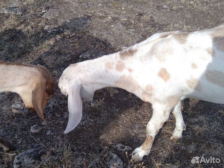 Продаю нубийских коз